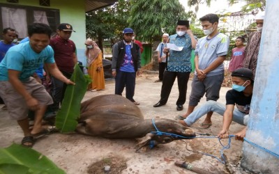 MIN 15 HSU Laksanakan Qurban Satu Ekor Sapi